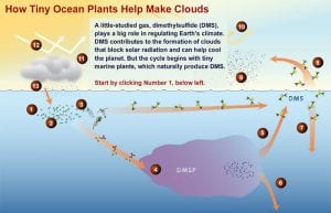 DMS: The Climate Gas You've Never Heard Of