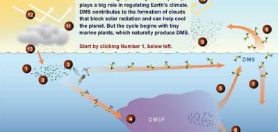 DMS: The Climate Gas You've Never Heard Of