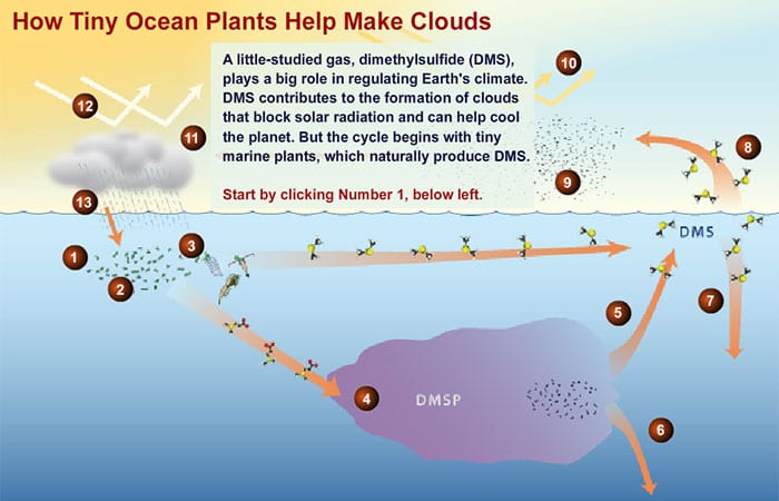 DMS: The Climate Gas You've Never Heard Of