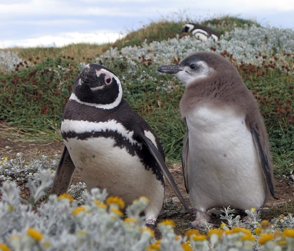 penguins-sm_74449.jpg