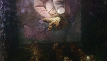 Corals in a changed sea