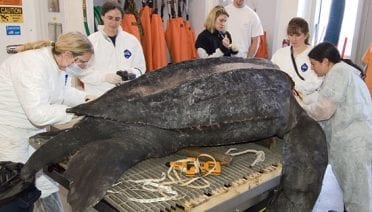 A Rare Chance to Examine a Rare Turtle