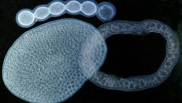 Drifting blobs in DNA database