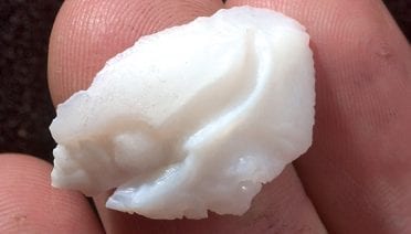 The Ear Bone's Connected to the Fish Home