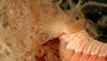 Polychaete pasta?