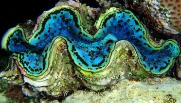 Blue Clam in the Red Sea