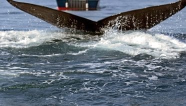 Diving for Dinner