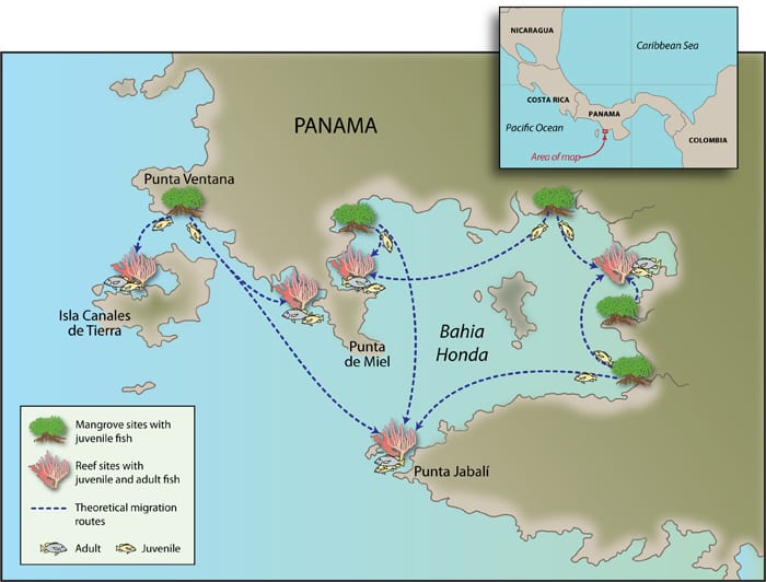 ReefMap_81257.jpg