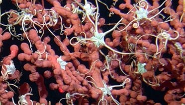 Conserving cold-water corals