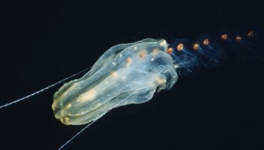 A Jelly-Eat-Jelly World