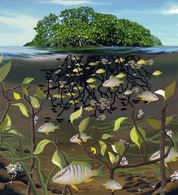 mangrove_81253.jpg