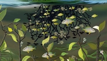 Protecting fish nurseries