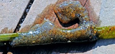 Are Sea Squirts Crowding Out Scallops?