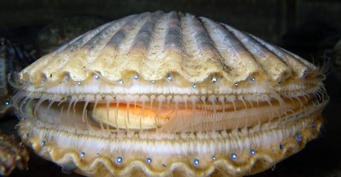 Scallop_eyes-250_83292.jpg