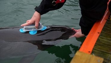 A Tag Fit for a Porpoise