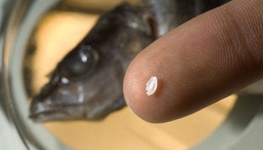 Tiny bone packs a lifetime of information