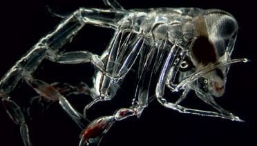 One of the deep's denizens