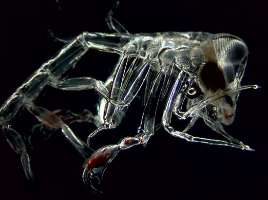 One of the deep's denizens