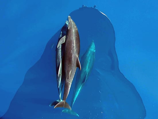 Visitors to a WHOI ship