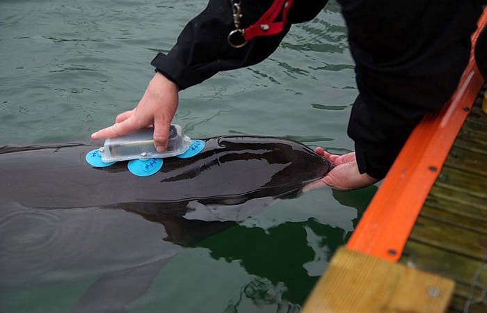 A Tag Fit for a Porpoise