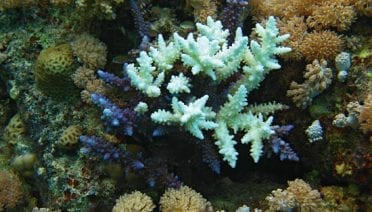 When corals bleach
