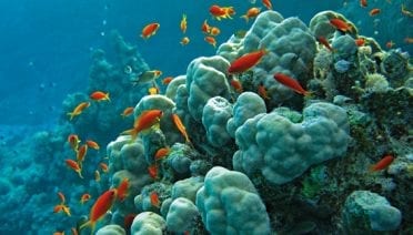 Red Sea reef