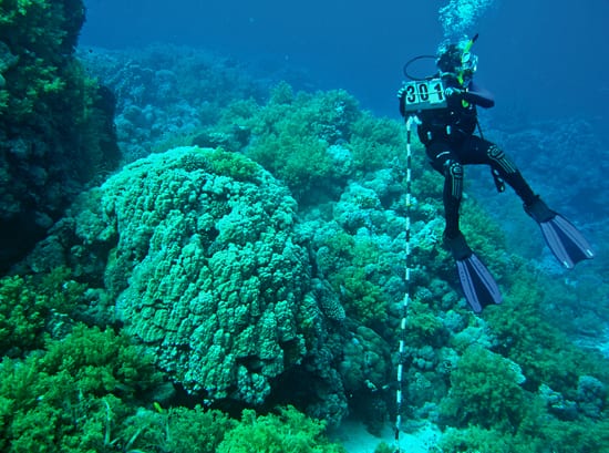 Measuring corals in the Red Sea