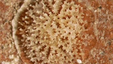 Christmas Coral
