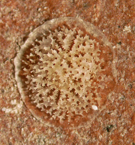 Christmas Coral