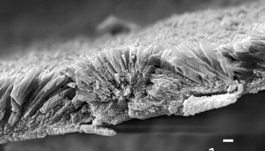 Crystals from corals