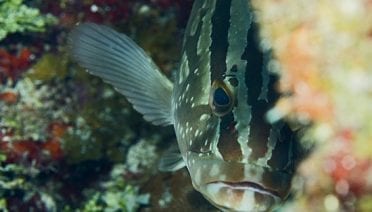 Peek-a-boo grouper