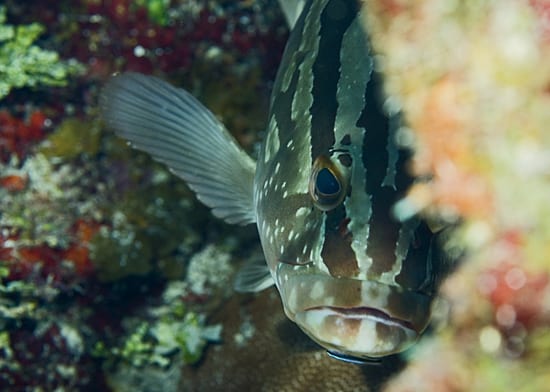 Peek-a-boo grouper