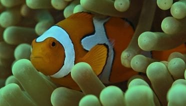 Home on the reef