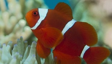 Tracking reef fish larvae