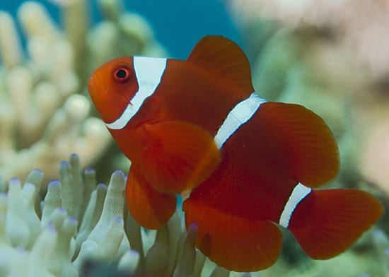 Tracking reef fish larvae