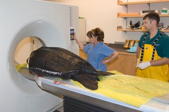 Ketten_turtle_550_85527.jpg