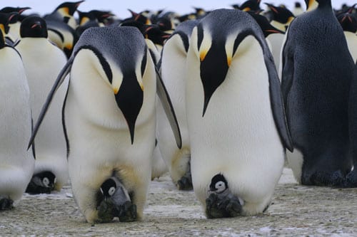 Penguin_Families_550_85849.jpg