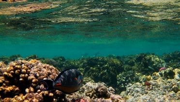 The top of the reef