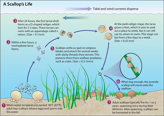 A Scallop's Life