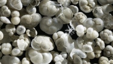 Shells reveal the past