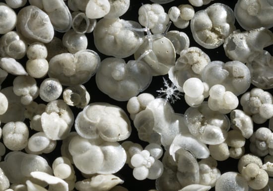 Shells reveal the past