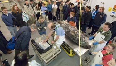 A new lab tool for animal research