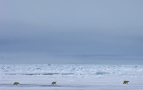 Lunchtime, with bears