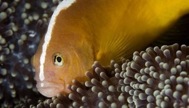 Tracking reef fish