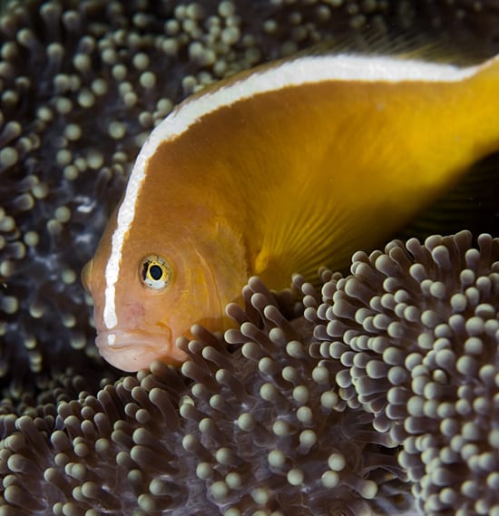 Tracking reef fish