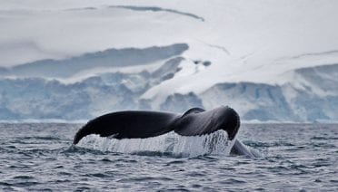 A whale fluke in Antarctica