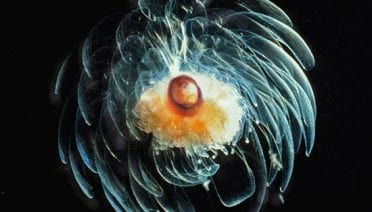 Flower of the deep