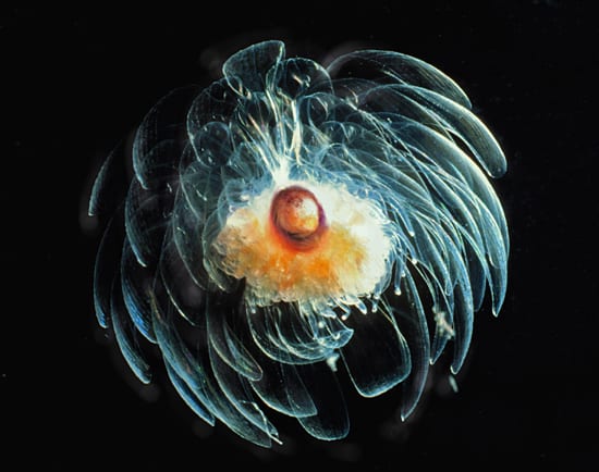 Flower of the deep