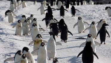 Penguin passing zone