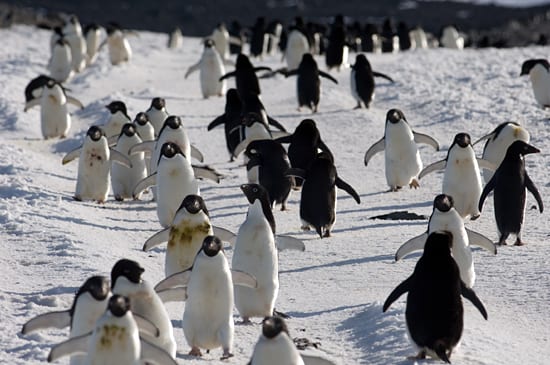 Penguin passing zone